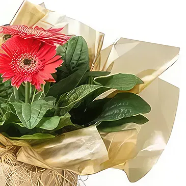 Santa Maria flowers  -  Planted Gerberas Flower Bouquet/Arrangement