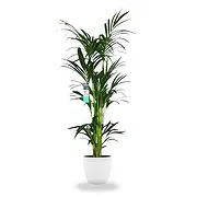 Jette Fleuriste en ligne - Temps vert Bouquet