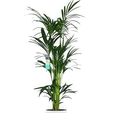 Zande blommor- Grön tid Bukett/blomsterarrangemang
