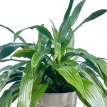 Adma flowers  -  In Light Flower Bouquet/Arrangement