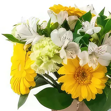 Santa Maria flowers  -  Arrangement of Yellow and White Gerberas and  Flower Bouquet/Arrangement