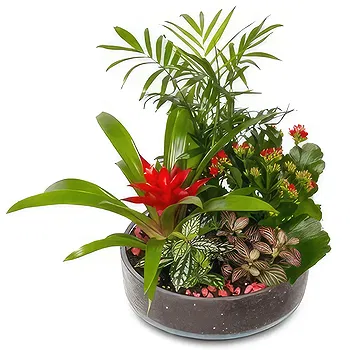 Madrid flowers  -  Vivid Verdure  Flower Delivery