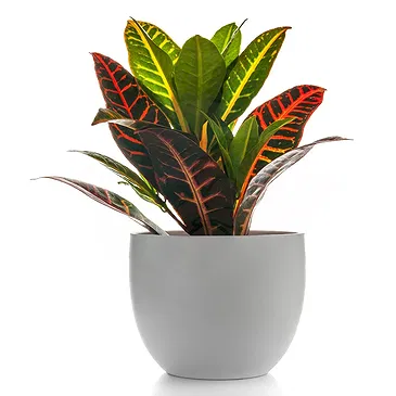 Mira flowers  -  Kroton Plant Flower Bouquet/Arrangement