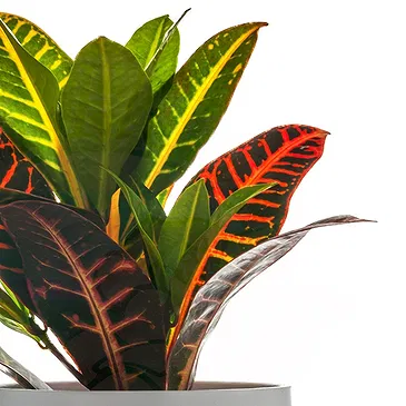 Mira flowers  -  Kroton Plant Flower Bouquet/Arrangement