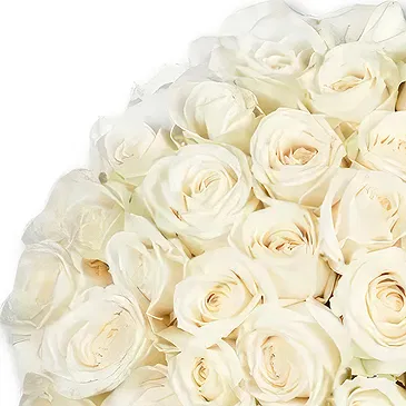 Maastricht Blumen Florist- 50 Premium-Weißrosen | Züchter Bouquet/Blumenschmuck