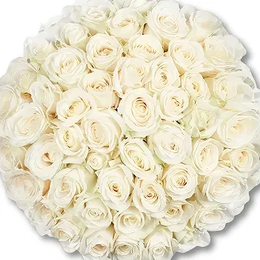 Maastricht Blumen Florist- 50 Premium-Weißrosen | Züchter Bouquet/Blumenschmuck