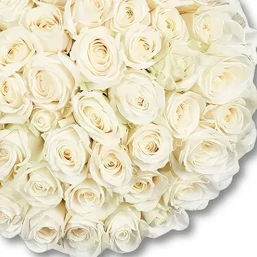 Maastricht Blumen Florist- 50 Premium-Weißrosen | Züchter Bouquet/Blumenschmuck