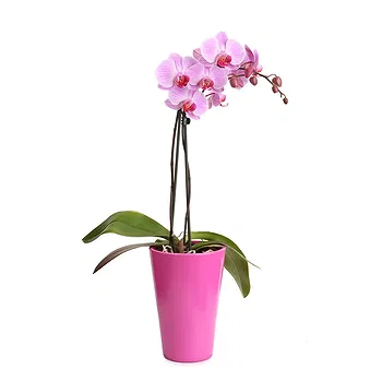 San Marino flowers  -  Lilac phalaenopsis orchid Flower Delivery