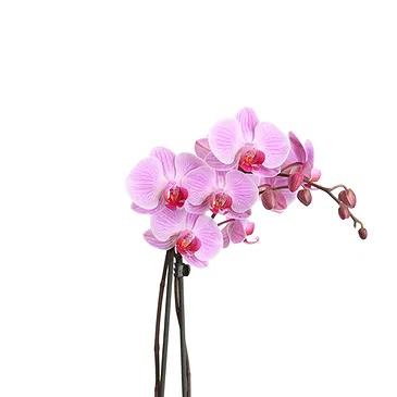 fiorista fiori di Firenze- Orchidea Phalaenopsis lilla Bouquet floreale