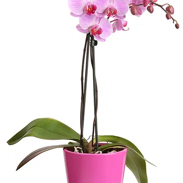 fiorista fiori di Firenze- Orchidea Phalaenopsis lilla Bouquet floreale