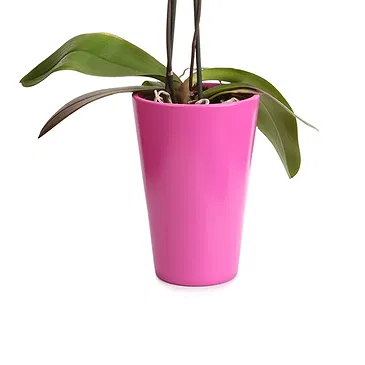 fiorista fiori di Firenze- Orchidea Phalaenopsis lilla Bouquet floreale