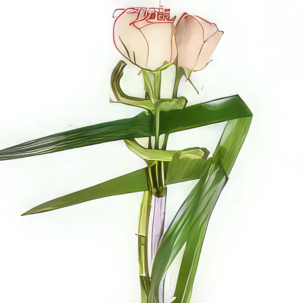 fleuriste fleurs de Bordeaux- Bouquet linéaire de roses Comtesse Bouquet/Arrangement floral