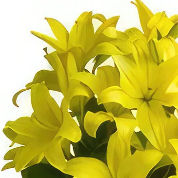 Vị Thanh flowers  -  Secret Admirer Flower Bouquet/Arrangement
