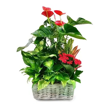 Madrid flowers  -  Tropical Elegance Ensemble Flower Delivery