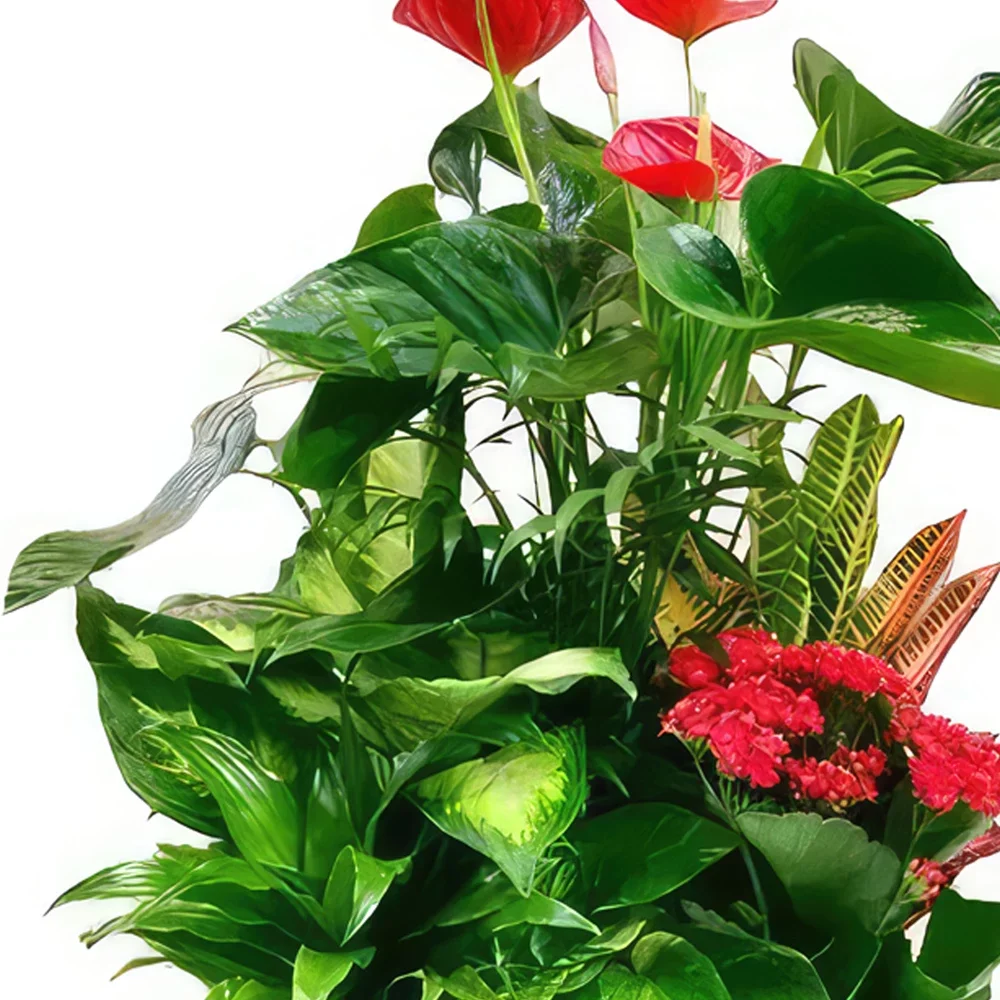 ดอกไม้ บายาโดลิด - วงดนตรี Tropical Elegance ช่อดอกไม้/การจัดวางดอกไม้