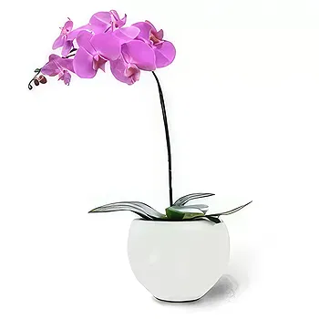 Kravino flowers  -  Graceful Pink Flower Delivery