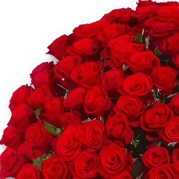 Amsterdam-Zuidoost flowers  -  100 Premium Red Roses - Red Naomi | Grower Flower Bouquet/Arrangement