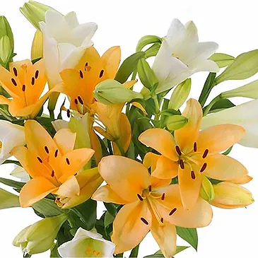 Amsterdam-Zuidoost flowers  -  Charming  Collection Flower Bouquet/Arrangement