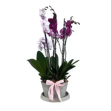 Adma flowers  -  Forever Flourish Chest Flower Bouquet/Arrangement