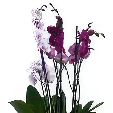 Adma flowers  -  Forever Flourish Chest Flower Bouquet/Arrangement