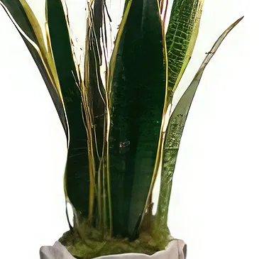 Cala Llonga flowers  -  Sapphire Sky Bouquet Flower Bouquet/Arrangement