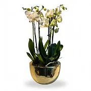 Jette Fleuriste en ligne - Orchidées de luxe Bouquet