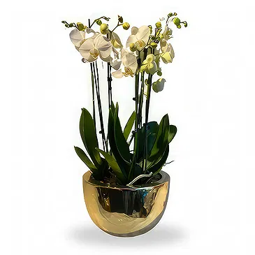 Zande blommor- Lyxiga orkidéer Bukett/blomsterarrangemang