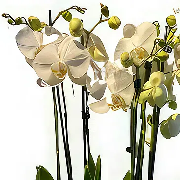 Zande blommor- Lyxiga orkidéer Bukett/blomsterarrangemang