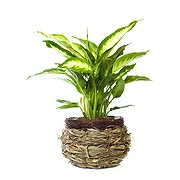 Italië online bloemist - Dieffenbachia-plant Boeket