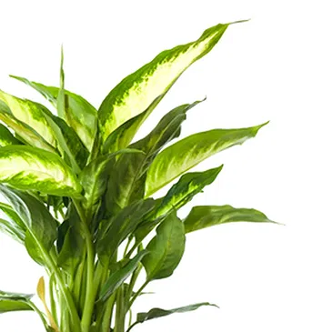 Vignone flowers  -  Dieffenbachia plant Flower Bouquet/Arrangement