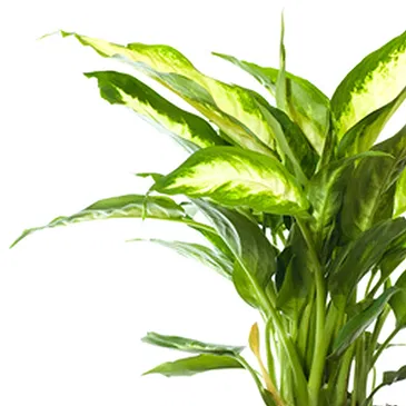 Vignone flowers  -  Dieffenbachia plant Flower Bouquet/Arrangement