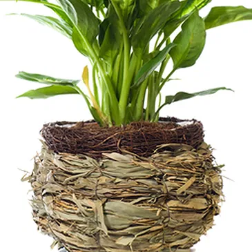 Vignone flowers  -  Dieffenbachia plant Flower Bouquet/Arrangement