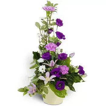 Antias flowers  -  Purple Touch Flower Delivery