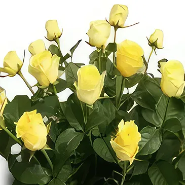 Palia Ampelia flowers  -  Parental Love Flower Bouquet/Arrangement