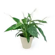 Paris Online Blumenhändler - Mondblume Spathiphyllum Blumenstrauß