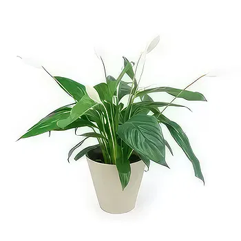 fiorista fiori di Laval- Spathiphyllum fiore di luna Fiore Consegna
