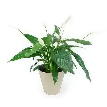 fiorista fiori di Laval- Spathiphyllum fiore di luna Bouquet floreale
