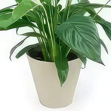 fiorista fiori di Laval- Spathiphyllum fiore di luna Bouquet floreale