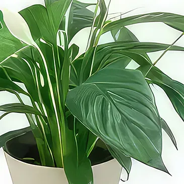 fiorista fiori di Laval- Spathiphyllum fiore di luna Bouquet floreale