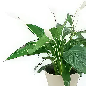 fiorista fiori di Laval- Spathiphyllum fiore di luna Bouquet floreale