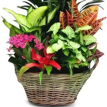 Cala Llonga flowers  -  Garden Orchid Ensemble Flower Bouquet/Arrangement