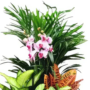 Cala Llonga flowers  -  Garden Orchid Ensemble Flower Bouquet/Arrangement