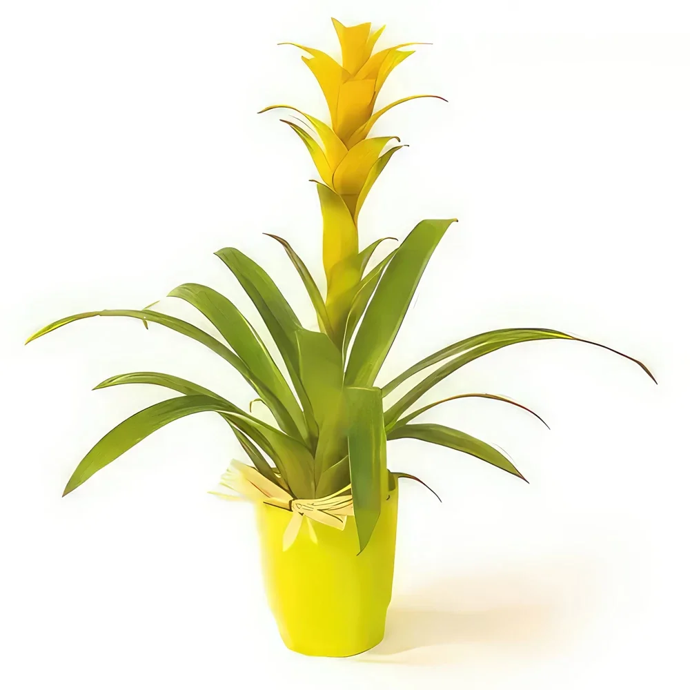 Нант цветя- Нана жълтото растение Гузмания Букет/договореност цвете