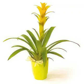 fiorista fiori di Laval- Nana la pianta gialla di Guzmania Fiore Consegna