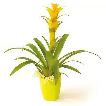 fiorista fiori di Laval- Nana la pianta gialla di Guzmania Bouquet floreale