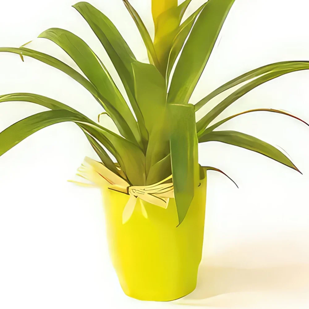 Нант цветя- Нана жълтото растение Гузмания Букет/договореност цвете