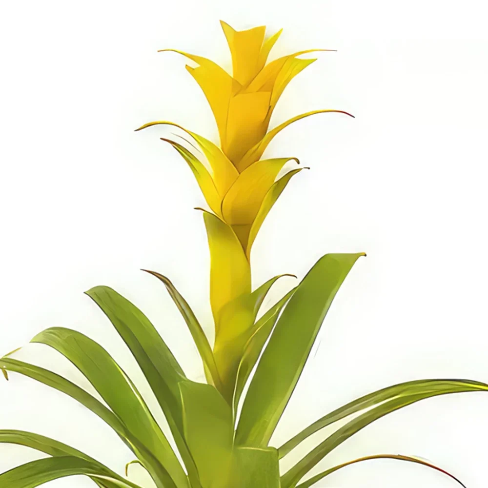 flores Marsella floristeria -  Nana la planta amarilla de Guzmania Ramo de flores/arreglo floral