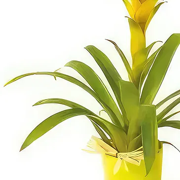 fiorista fiori di Laval- Nana la pianta gialla di Guzmania Bouquet floreale