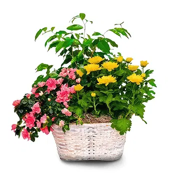 Madrid flowers  -  Nature's Bounty Basket Flower Delivery