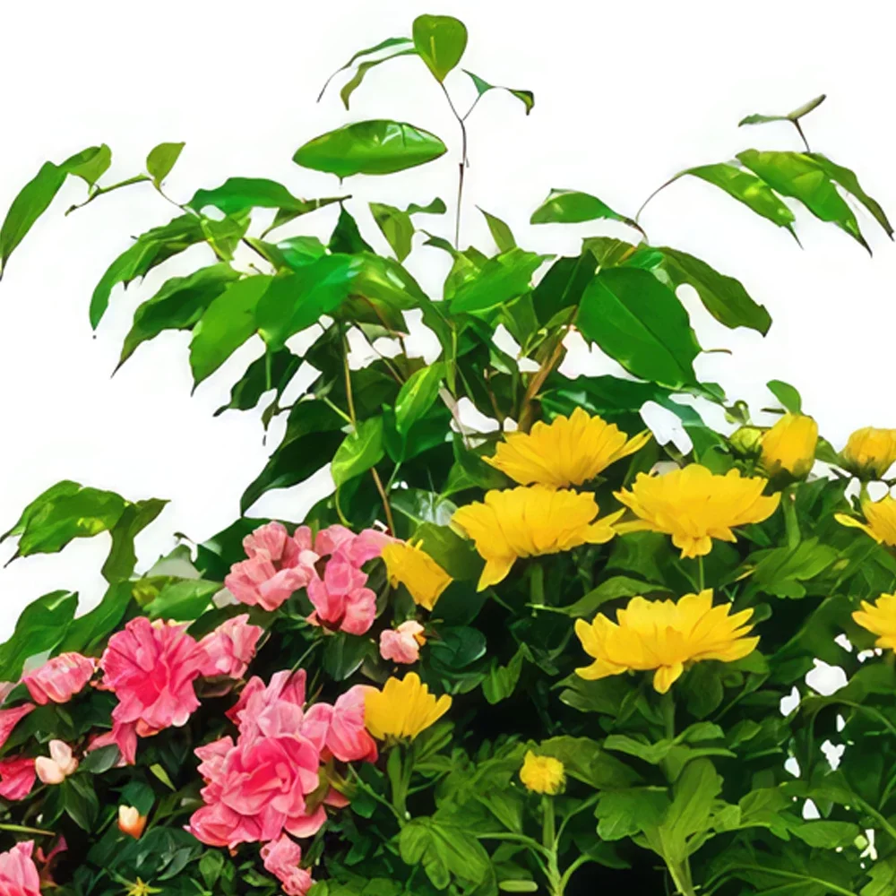 ดอกไม้ บายาโดลิด - กระเช้าของขวัญจากธรรมชาติ ช่อดอกไม้/การจัดวางดอกไม้